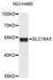 Solute Carrier Family 16 Member 3 antibody, MBS127546, MyBioSource, Western Blot image 