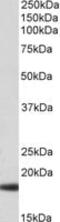 Haptoglobin antibody, MBS422786, MyBioSource, Western Blot image 