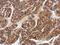 DL antibody, NBP2-16266, Novus Biologicals, Immunohistochemistry paraffin image 