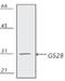 Golgi SNAP Receptor Complex Member 1 antibody, GTX13522, GeneTex, Western Blot image 