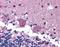 KAL antibody, LS-B99, Lifespan Biosciences, Immunohistochemistry frozen image 