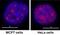 RNA Polymerase II Subunit A antibody, ab5095, Abcam, Immunofluorescence image 