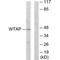 WT1 Associated Protein antibody, PA5-49827, Invitrogen Antibodies, Western Blot image 
