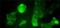 Teratocarcinoma-Derived Growth Factor 1 antibody, PA1-16534, Invitrogen Antibodies, Immunofluorescence image 
