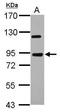 Apoptosis Resistant E3 Ubiquitin Protein Ligase 1 antibody, PA5-31351, Invitrogen Antibodies, Western Blot image 