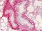 Collagen Type I Alpha 1 Chain antibody, PA1-26204, Invitrogen Antibodies, Immunohistochemistry frozen image 