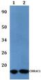 Chromatin Accessibility Complex Subunit 1 antibody, PA5-75854, Invitrogen Antibodies, Western Blot image 