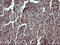 Tumor Protein P73 antibody, LS-C338110, Lifespan Biosciences, Immunohistochemistry frozen image 