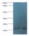 Nucleic Acid Binding Protein 1 antibody, A55838-100, Epigentek, Western Blot image 