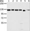 Matrin 3 antibody, LS-C401830, Lifespan Biosciences, Western Blot image 