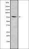 Zinc Finger Protein 7 antibody, orb337587, Biorbyt, Western Blot image 
