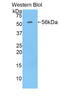 Dolichyl-diphosphooligosaccharide--protein glycosyltransferase 67 kDa subunit antibody, LS-C296285, Lifespan Biosciences, Western Blot image 