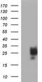KIT Ligand antibody, M01254-1, Boster Biological Technology, Western Blot image 