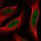 Annexin A8 antibody, HPA045246, Atlas Antibodies, Immunofluorescence image 