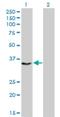 Centromere Protein H antibody, H00064946-M01, Novus Biologicals, Western Blot image 