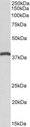 DnaJ Heat Shock Protein Family (Hsp40) Member B9 antibody, 42-377, ProSci, Enzyme Linked Immunosorbent Assay image 