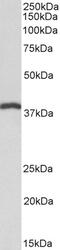 DnaJ Heat Shock Protein Family (Hsp40) Member B9 antibody, 42-377, ProSci, Enzyme Linked Immunosorbent Assay image 