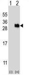 Ubiquitin Domain Containing 1 antibody, AP54448PU-N, Origene, Western Blot image 