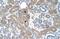 ST3 Beta-Galactoside Alpha-2,3-Sialyltransferase 5 antibody, A06219, Boster Biological Technology, Immunohistochemistry frozen image 