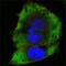 FER Tyrosine Kinase antibody, GTX83329, GeneTex, Immunofluorescence image 