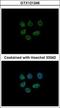 Lysine-specific demethylase 6A antibody, GTX121246, GeneTex, Immunocytochemistry image 