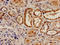 RAD9 Checkpoint Clamp Component A antibody, LS-C675032, Lifespan Biosciences, Immunohistochemistry paraffin image 