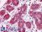 Enolase 1 antibody, LS-B4318, Lifespan Biosciences, Immunohistochemistry frozen image 