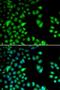 Ribosomal Protein S6 Kinase A3 antibody, LS-C346084, Lifespan Biosciences, Immunofluorescence image 