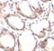 ETS Transcription Factor ELK1 antibody, FNab02738, FineTest, Immunohistochemistry frozen image 