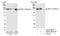 Thyroid Hormone Receptor Interactor 11 antibody, NB100-59835, Novus Biologicals, Western Blot image 