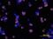 CD45R antibody, MAB1217, R&D Systems, Immunofluorescence image 