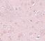 Synaptogyrin 2 antibody, NBP1-77101, Novus Biologicals, Immunohistochemistry frozen image 