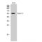 Forkhead Box C1 antibody, LS-C383517, Lifespan Biosciences, Western Blot image 