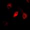 Estrogen Related Receptor Alpha antibody, orb10612, Biorbyt, Immunofluorescence image 
