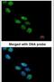 NOVA Alternative Splicing Regulator 1 antibody, PA5-21459, Invitrogen Antibodies, Immunofluorescence image 