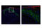 S100 Calcium Binding Protein A12 antibody, 14959T, Cell Signaling Technology, Flow Cytometry image 