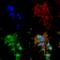 Receptor Accessory Protein 1 antibody, SMC-480D-HRP, StressMarq, Immunofluorescence image 
