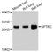 SP5 antibody, LS-C747125, Lifespan Biosciences, Western Blot image 