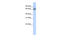 Poly(A) Polymerase Gamma antibody, 25-659, ProSci, Enzyme Linked Immunosorbent Assay image 