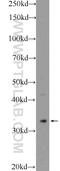 Peptidylprolyl Isomerase E antibody, 15357-1-AP, Proteintech Group, Enzyme Linked Immunosorbent Assay image 