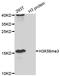 Histone Cluster 3 H3 antibody, STJ29403, St John