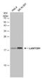 Late Endosomal/Lysosomal Adaptor, MAPK And MTOR Activator 1 antibody, GTX133563, GeneTex, Western Blot image 