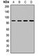 Protein Tyrosine Kinase 7 (Inactive) antibody, orb412898, Biorbyt, Western Blot image 