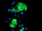 Schwannomin-interacting protein 1 antibody, TA504438, Origene, Immunofluorescence image 