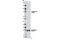 Ezrin antibody, 5484S, Cell Signaling Technology, Western Blot image 