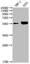 Interleukin 1 Receptor Associated Kinase 4 antibody, CSB-RA284992A0HU, Cusabio, Western Blot image 