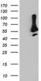 Sorting Nexin 8 antibody, CF502182, Origene, Western Blot image 
