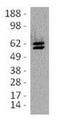 Thymocyte Selection Associated High Mobility Group Box antibody, 14-6502-80, Invitrogen Antibodies, Western Blot image 