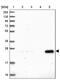 TLC Domain Containing 1 antibody, PA5-59956, Invitrogen Antibodies, Western Blot image 