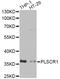 Phospholipid Scramblase 1 antibody, A6691, ABclonal Technology, Western Blot image 
